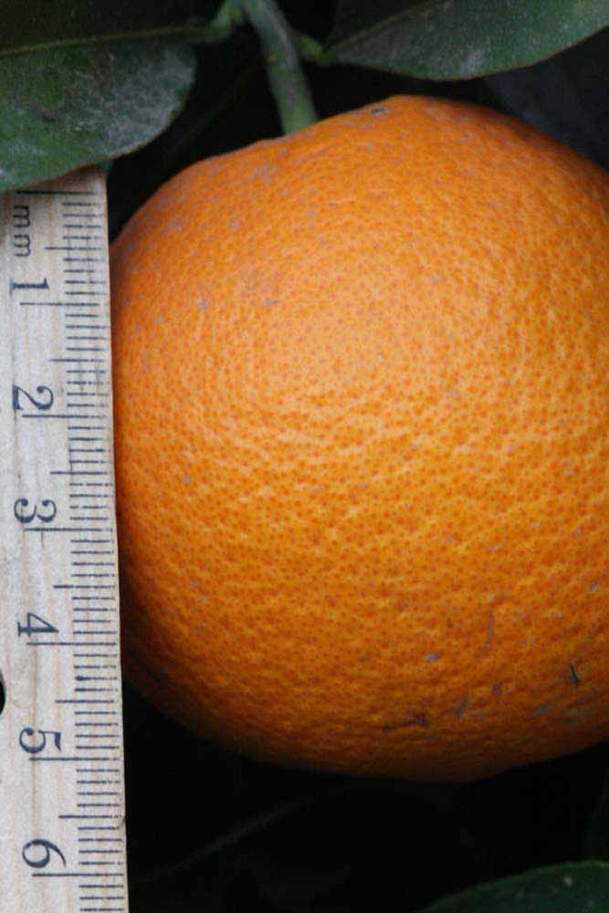              Fruit (Riverside, CA)       